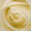 专辑A Rose