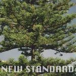 专辑New Standard